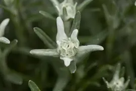 Leontopodium Alpinum (Alpen edelweiss) - afbeelding 6