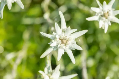 Leontopodium Alpinum (Alpen edelweiss) - afbeelding 10