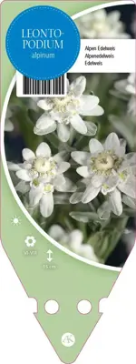 Leontopodium Alpinum (Alpen edelweiss) - afbeelding 1