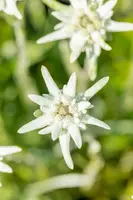 Leontopodium Alpinum (Alpen edelweiss) - afbeelding 9