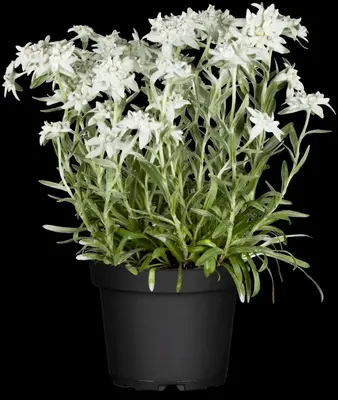 Leontopodium Alpinum (Alpen edelweiss) - afbeelding 4