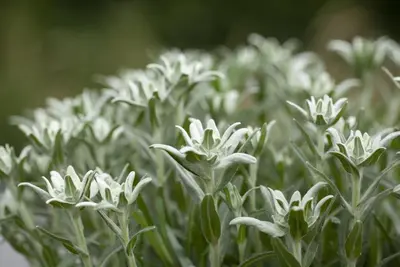 Leontopodium (Edelweiss) - afbeelding 7
