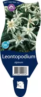 Leontopodium (Edelweiss) - afbeelding 1