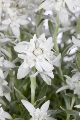 Leontopodium (Edelweiss) - afbeelding 4