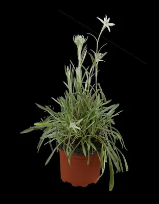 Leontopodium (Edelweiss) - afbeelding 2
