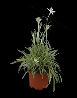 Leontopodium (Edelweiss) - afbeelding 2