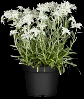 Leontopodium (Edelweiss) - afbeelding 3