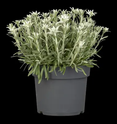 Leontopodium (Edelweiss) - afbeelding 6