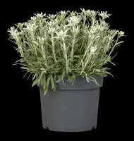 Leontopodium (Edelweiss) - afbeelding 6