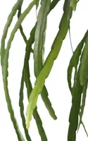 Lepismium bolivianum 40cm - afbeelding 3