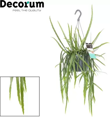 Lepismium bolivianum 40cm - afbeelding 2