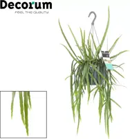 Lepismium bolivianum 40cm - afbeelding 2