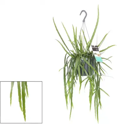 Lepismium bolivianum 40cm - afbeelding 1
