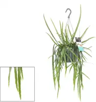 Lepismium bolivianum 40cm - afbeelding 1