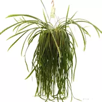 Lepismium bolivianum hangplant (Hangcactus) hangplant 60 cm - afbeelding 1