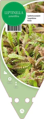 Leptinella Potentillina (Koperknoopje) - afbeelding 1