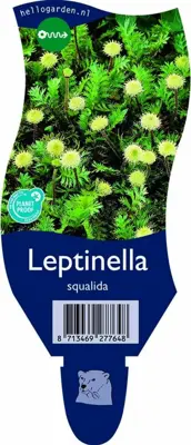 Leptinella squalida (Koperknoopje) - afbeelding 1