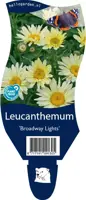 Leucanthemum 'Broadway Lights' (Margriet) - afbeelding 1