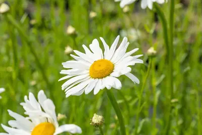 Leucanthemum Maikönigin (Margriet) - afbeelding 4