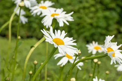 Leucanthemum Maikönigin (Margriet) - afbeelding 5