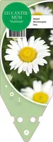 Leucanthemum Maikönigin (Margriet) - afbeelding 1
