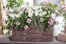 Leucanthemum vulgare (Gewone Martgriet) - afbeelding 4