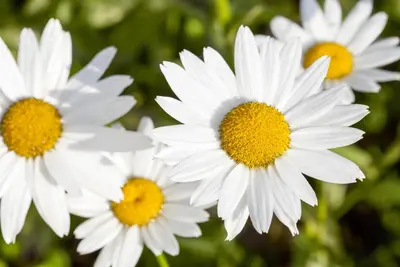 Leucanthemum vulgare (Gewone Martgriet) - afbeelding 6