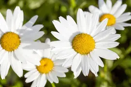 Leucanthemum vulgare (Gewone Martgriet) - afbeelding 6