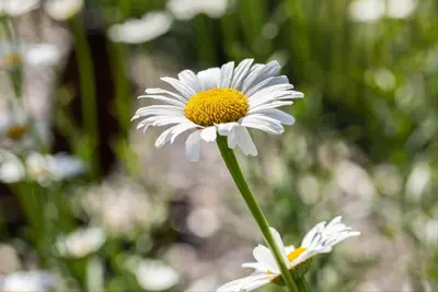 Leucanthemum vulgare (Gewone Martgriet) - afbeelding 10
