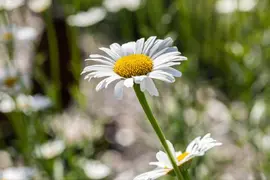 Leucanthemum vulgare (Gewone Martgriet) - afbeelding 10