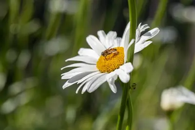 Leucanthemum vulgare (Gewone Martgriet) - afbeelding 12