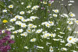 Leucanthemum vulgare (Gewone Martgriet) - afbeelding 13