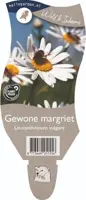 Leucanthemum vulgare (Gewone Martgriet) - afbeelding 1