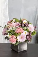 Leucanthemum vulgare (Gewone Martgriet) - afbeelding 3