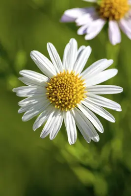 Leucanthemum vulgare (Gewone Martgriet) - afbeelding 5