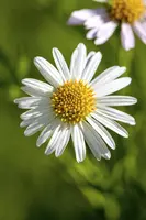 Leucanthemum vulgare (Gewone Martgriet) - afbeelding 5