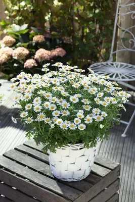 Leucanthemum vulgare (Gewone Martgriet) - afbeelding 8