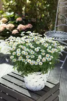 Leucanthemum vulgare (Gewone Martgriet) - afbeelding 8