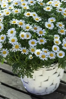 Leucanthemum vulgare (Gewone Martgriet) - afbeelding 9