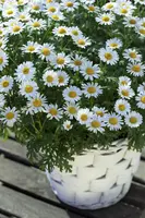 Leucanthemum vulgare (Gewone Martgriet) - afbeelding 9
