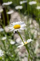 Leucanthemum vulgare (Gewone Martgriet) - afbeelding 11