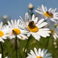 Leucanthemum vulgare (Gewone Martgriet) - afbeelding 2