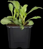 Leucanthemum vulgare (Gewone Martgriet) - afbeelding 7