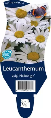 Leucanthemum vulgare 'Maikönigin' (Margriet) - afbeelding 1