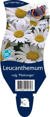 Leucanthemum vulgare 'Maikönigin' (Margriet) - afbeelding 1