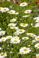 Leucanthemum x superbum 'Snow Lady' (Margriet 'Snow Lady') - afbeelding 1