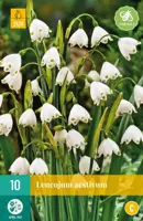 Leucojum aestivum 10 stuks - afbeelding 1