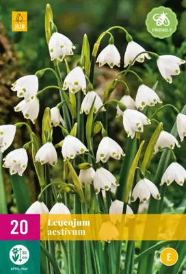 Leucojum aestivum 20 stuks - afbeelding 1