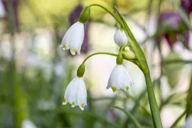 Leucojum aestivum (Zomerklokje) - afbeelding 3