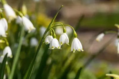 Leucojum aestivum (Zomerklokje) - afbeelding 6